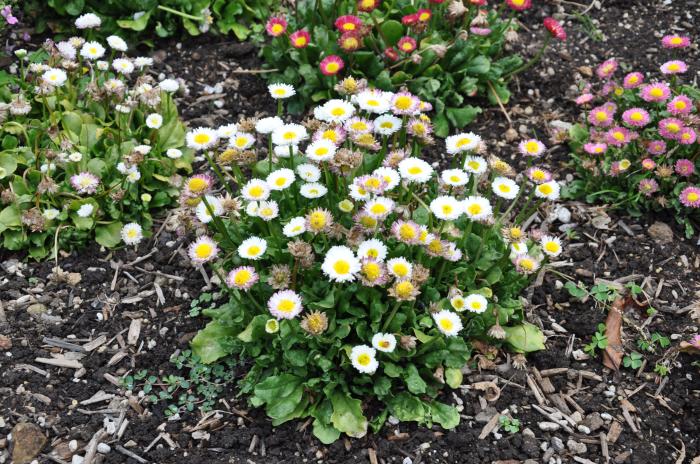 Plant photo of: Bellis perennis