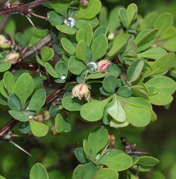 Plant photo of: Berberis thunbergii