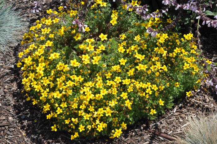 Plant photo of: Bidens ferulifolia 'Goldmarie'