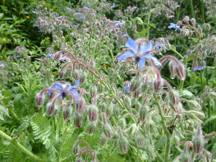 Plant photo of: Borago officinalis