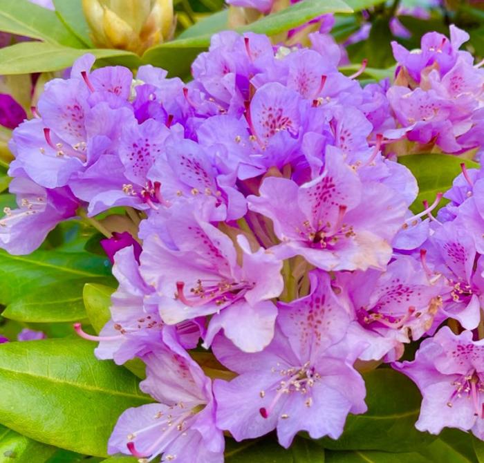 Plant photo of: Bougainvillea 'Lavender Queen'