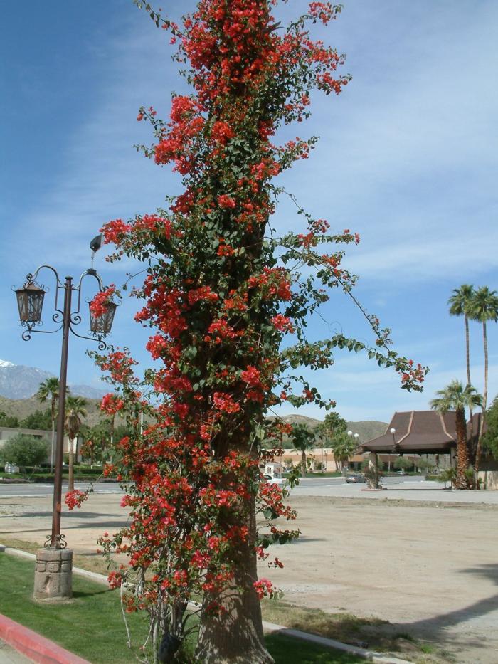 Plant photo of: Bougainvillea 'Rosenka'