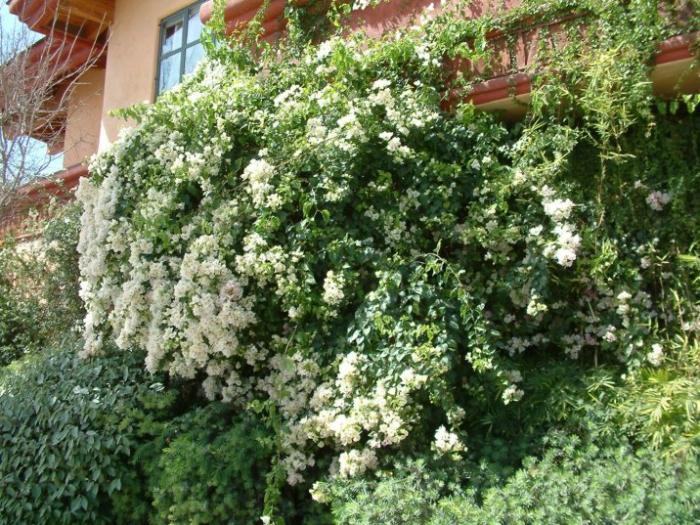 Plant photo of: Bougainvillea 'White Madonna'