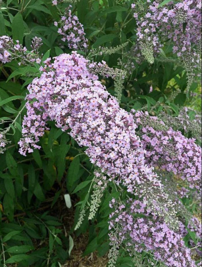 Plant photo of: Buddleia 'Lavender Cascade'