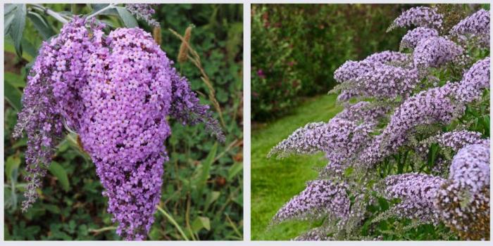 Plant photo of: Buddleia 'Lavender Cascade'