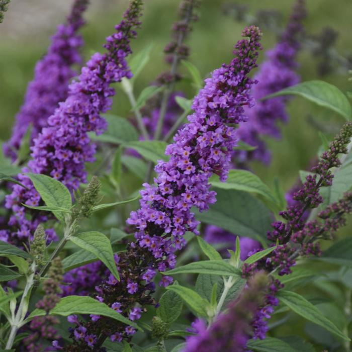 Plant photo of: Buddleia 'Orchid Annie'