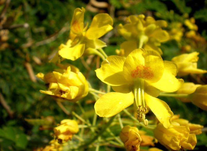 Plant photo of: Caesalpinia mexicana