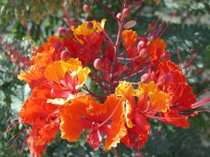 Plant photo of: Caesalpinia pulcherrima