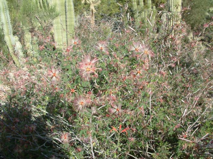 Plant photo of: Calliandra eriophylla