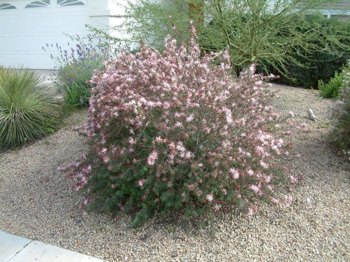 Plant photo of: Calliandra eriophylla