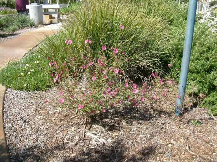 Plant photo of: Callirhoe involucrata