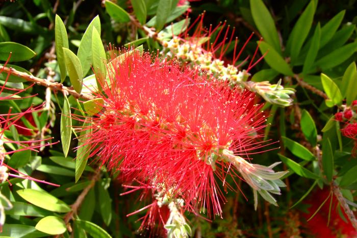 Plant photo of: Callistemon viminalis