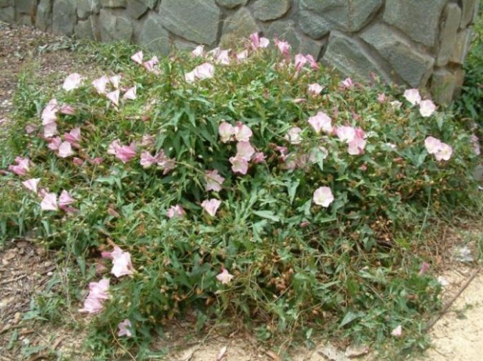 Plant photo of: Calystegia 'Anacapa Pink'