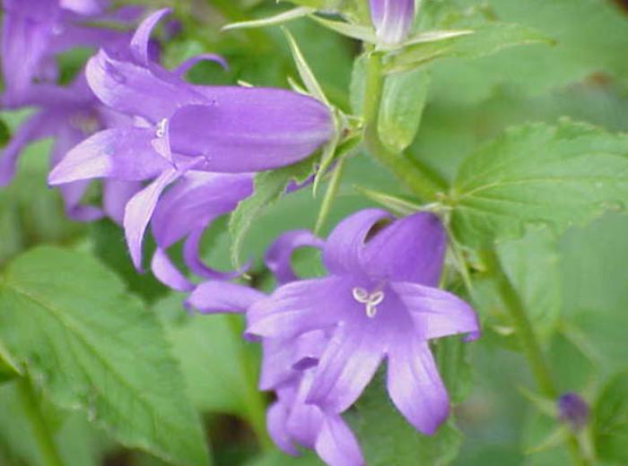 Plant photo of: Campanula latifolia