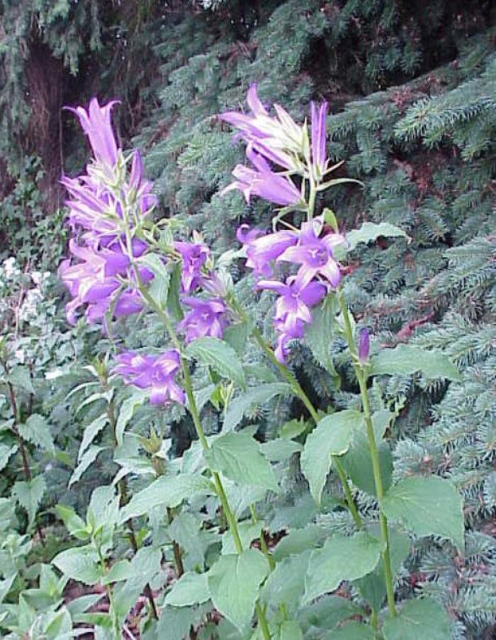 Plant photo of: Campanula latifolia