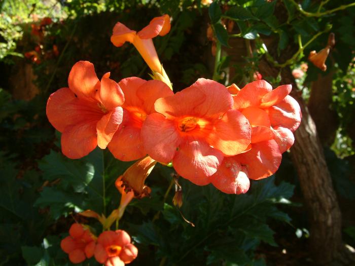 Plant photo of: Campsis radicans