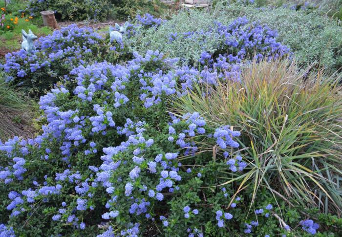 Plant photo of: Ceanothus 'Joyce Coulter'