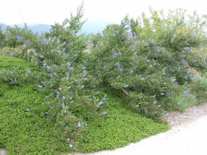 Plant photo of: Ceanothus 'Owlswood Blue'