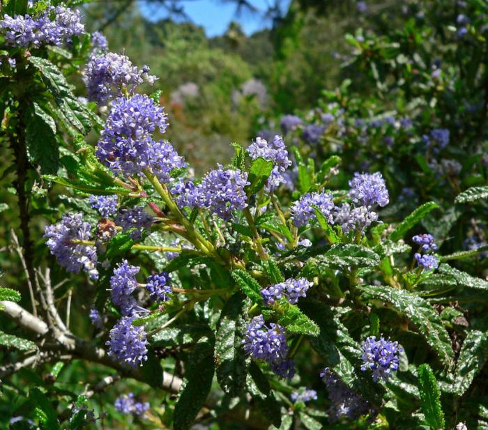 Plant photo of: Ceanothus 'Wheeler Canyon'