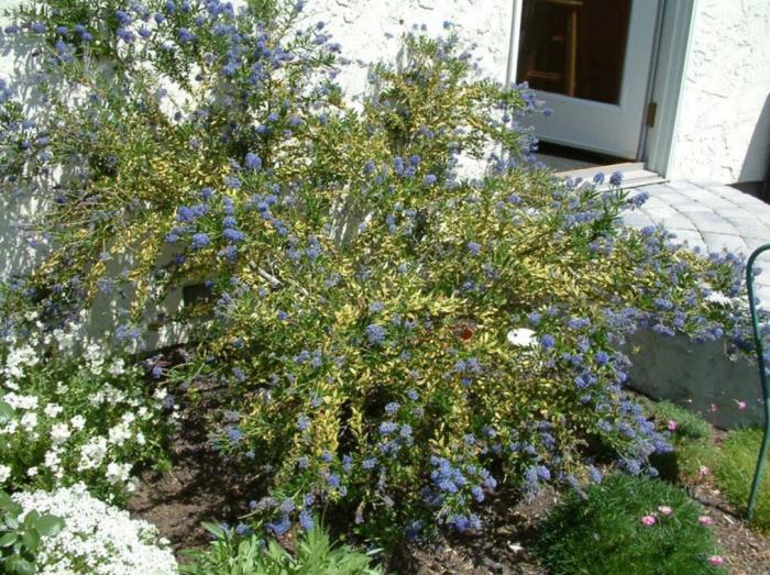 Plant photo of: Ceanothus thyrsiflorus 'El Dorado'