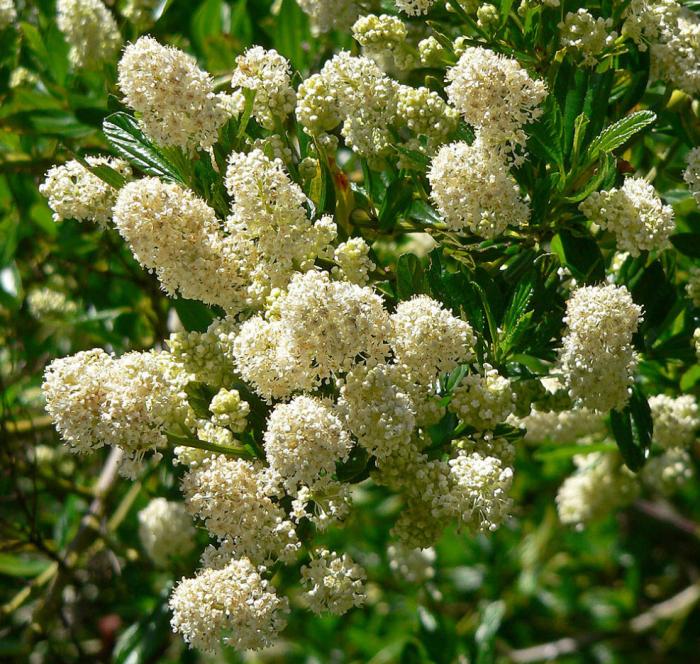 Plant photo of: Ceanothus thyrsiflorus 'Snow Flurry'