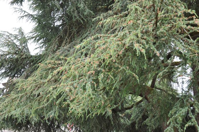 Plant photo of: Cedrus atlantica