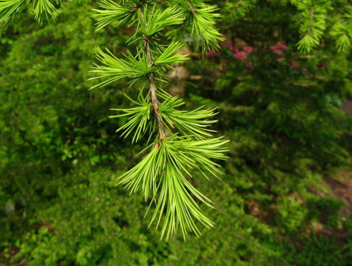 Plant photo of: Cedrus libani