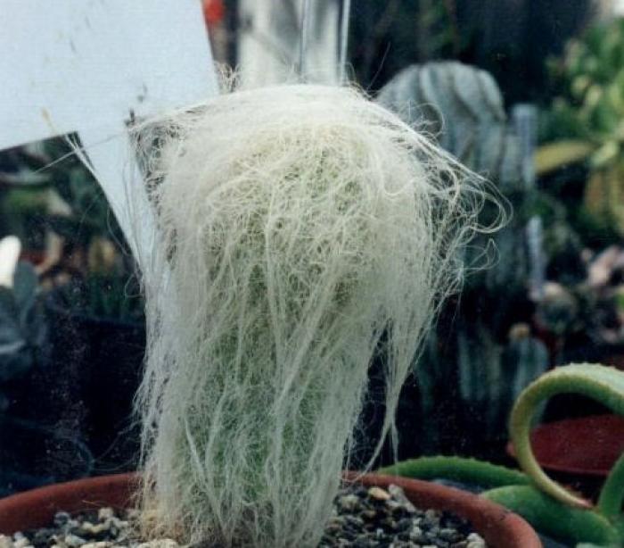 Plant photo of: Cephalocereus senilis