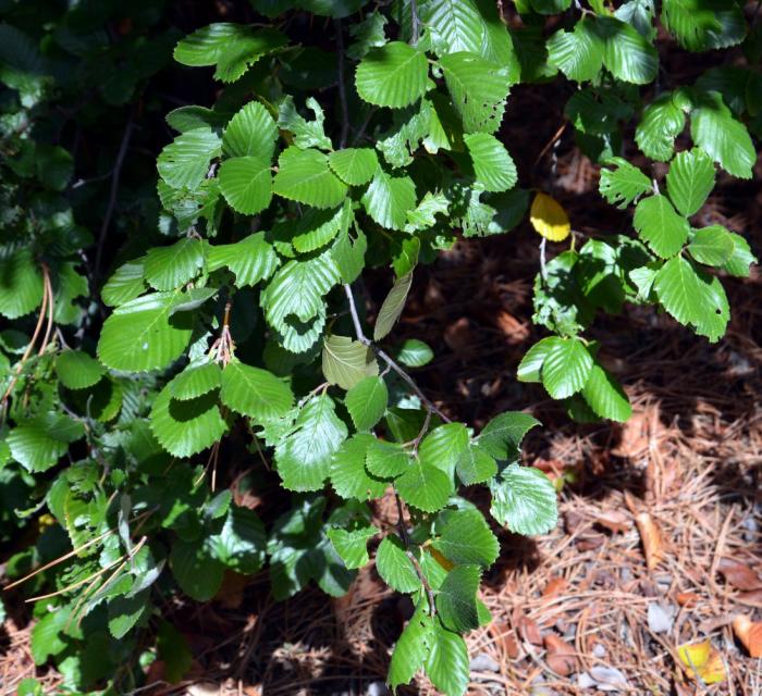 Plant photo of: Cercocarpus betuloides