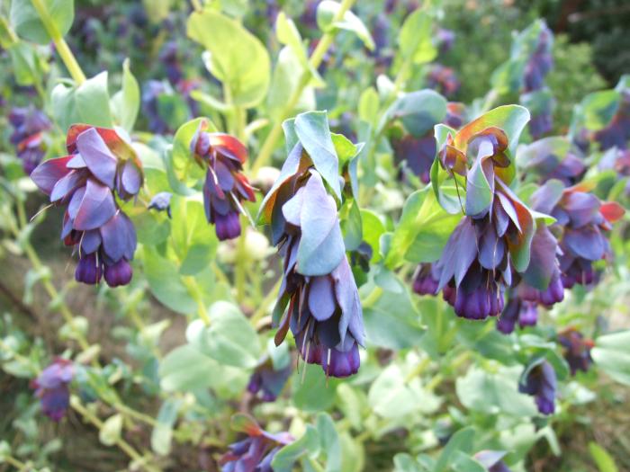 Plant photo of: Cerinthe major