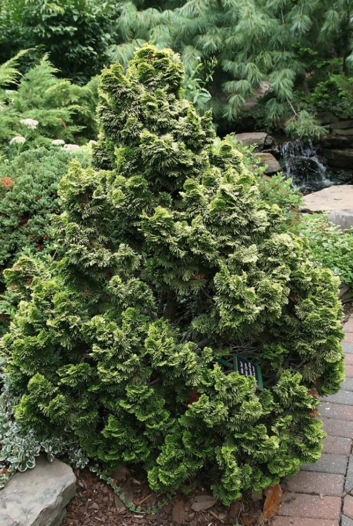 Plant photo of: Chamaecyparis obtusa 'Nana'