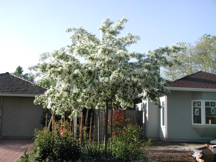 Plant photo of: Chionanthus retusus