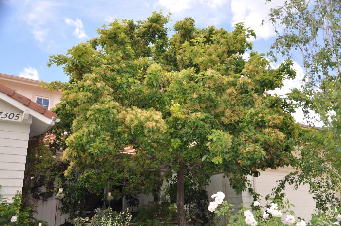 Plant photo of: Chionanthus retusus