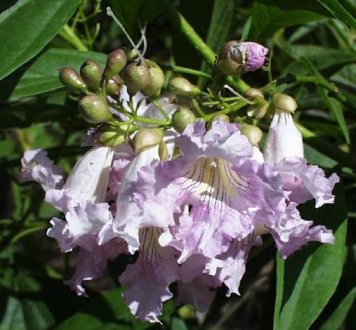 Plant photo of: Chitalpa X tashkentensis 'Pink Dawn'