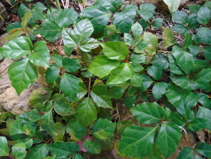 Plant photo of: Cissus rhombifolia