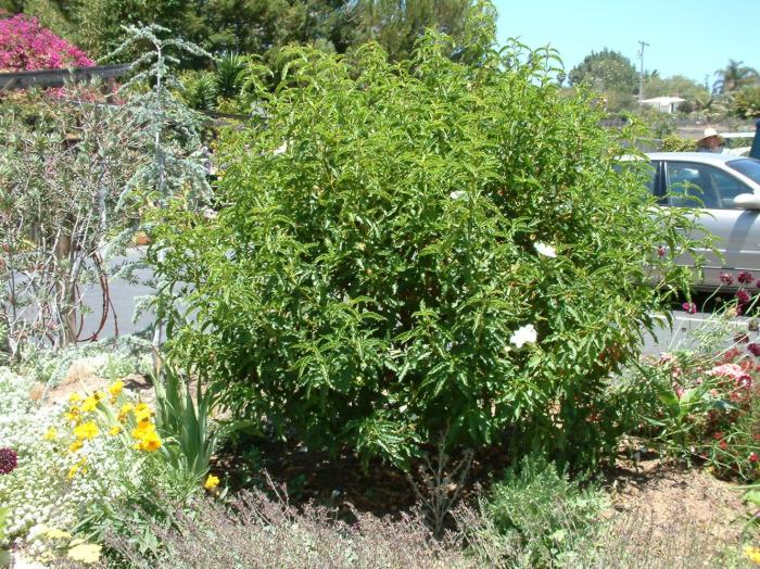 Plant photo of: Cistus ladanifer 'Blanche'