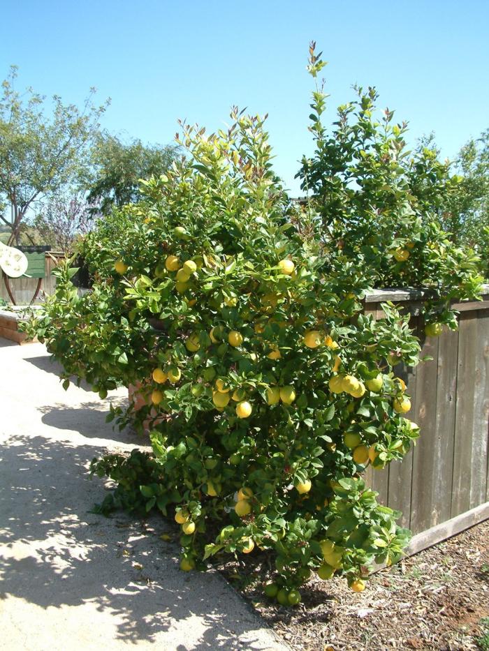 Plant photo of: Citrus X 'Improved Meyer'