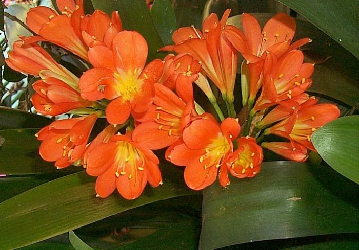 Plant photo of: Clivia miniata