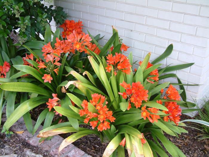 Plant photo of: Clivia miniata