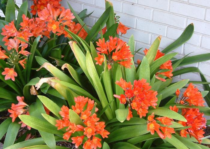 Plant photo of: Clivia miniata