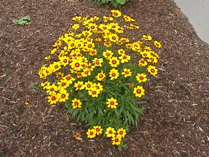 Plant photo of: Coreopsis grandiflora 'Sunfire'