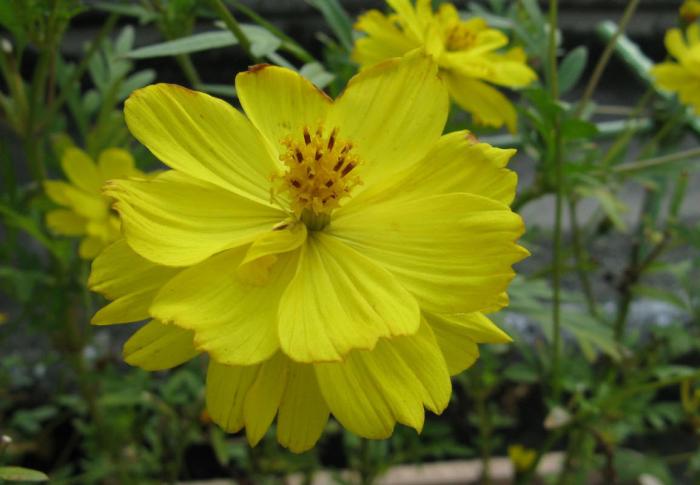 Plant photo of: Cosmos sulphureus