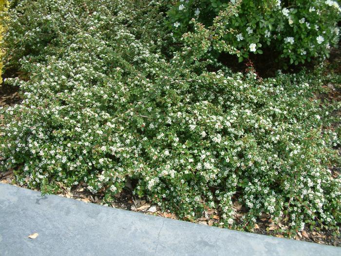 Plant photo of: Cotoneaster microphyllus