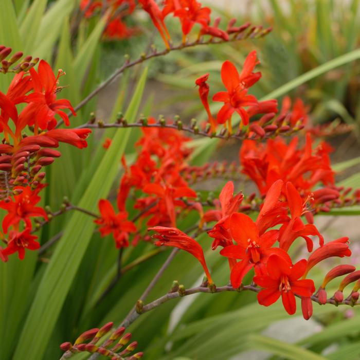 Plant photo of: Crocosmia 'Lucifer'