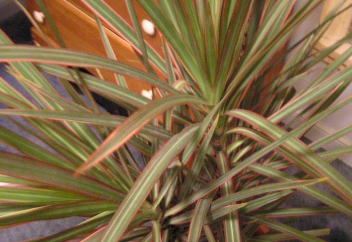 Plant photo of: Dracaena marginata