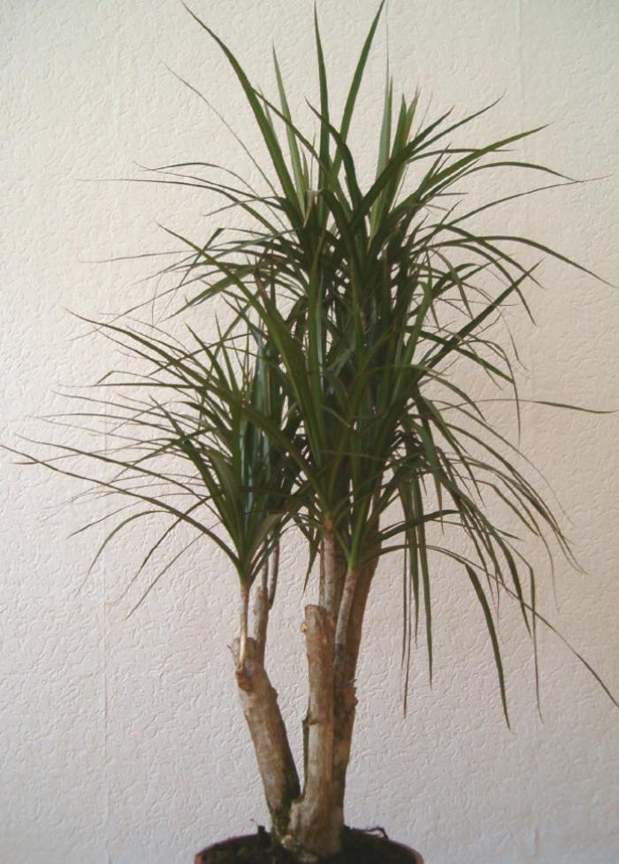 Plant photo of: Dracaena marginata