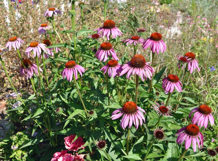 Plant photo of: Echinacea purpurea