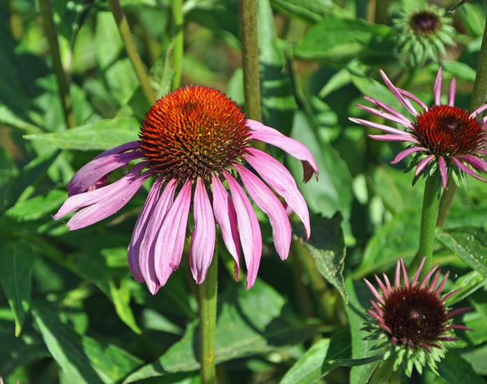 Plant photo of: Echinacea purpurea