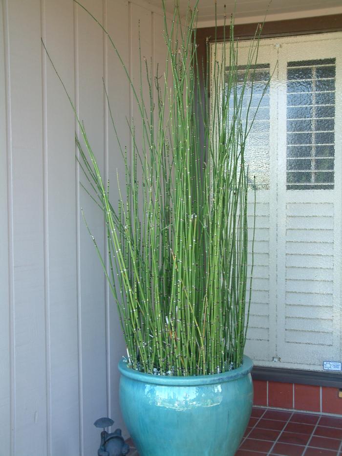 Plant photo of: Equisetum hyemale