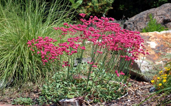 Plant photo of: Eriogonum grande v. rubescens